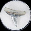 Large Fossil Lemon Shark Tooth - Bone Valley #14693-1